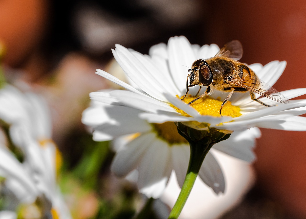 The Effect of Climate Change on Bee’s Foraging Patterns